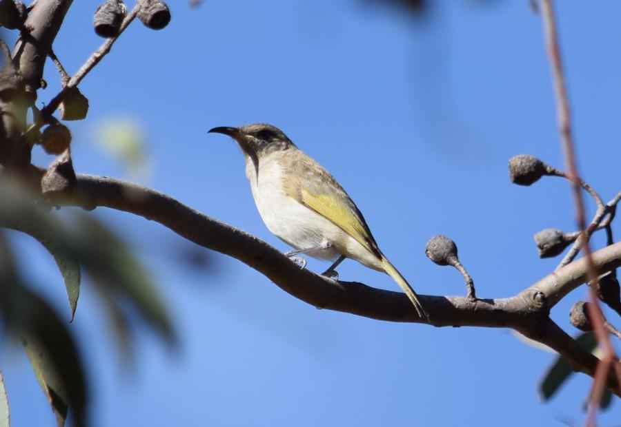 Honeyeater Brown-0002.JPG